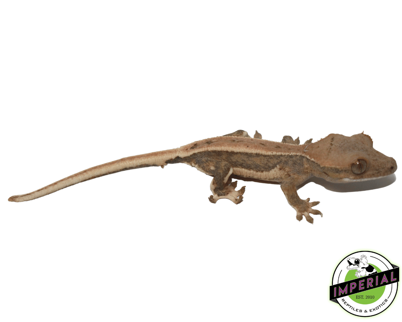 Lilly White Crested Gecko