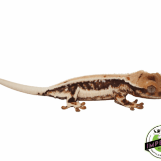 Lilly White Crested Gecko Baby