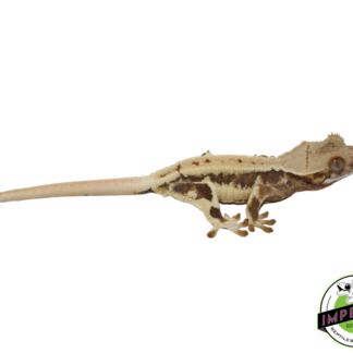 “Drippy” Lilly White Crested Gecko (#4523-01)