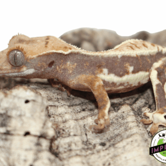 Lilly White Crested Gecko Male