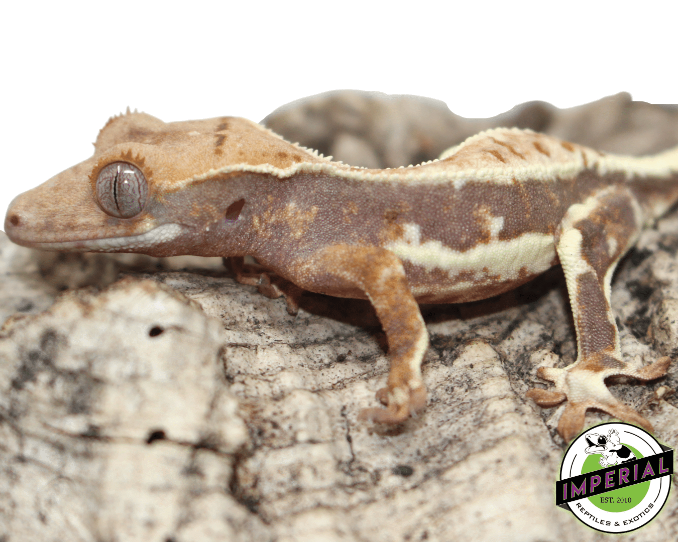 Lilly White Crested Gecko Male