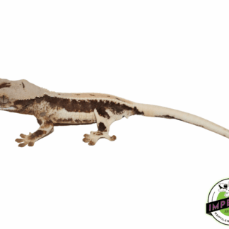 Lilly White Crested Gecko (#32923-03)