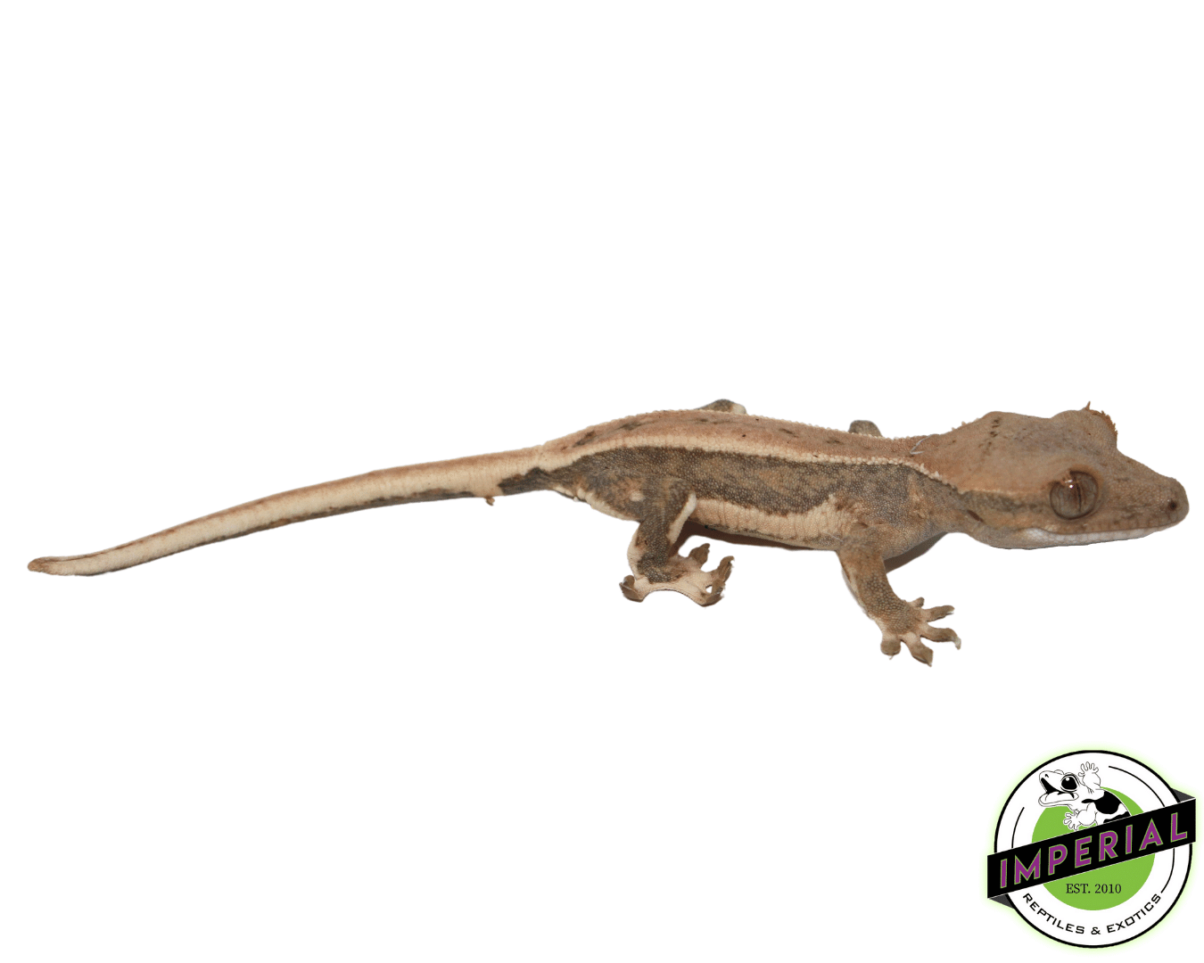 Lilly White Crested Gecko - Image 2