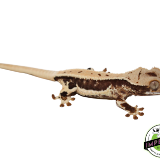 Lilly White Crested Gecko (#4523-02)
