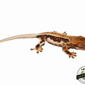 Lilly White Crested Gecko (#5223-04)
