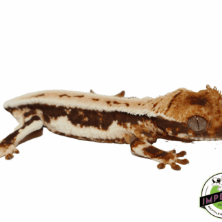 Baby Lilly White Crested Gecko #1