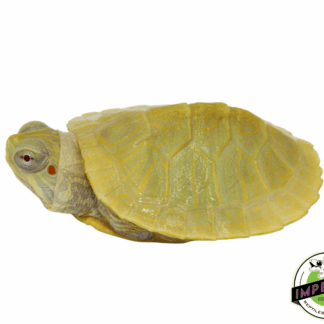 Lime Albino Red Ear Slider Turtle Baby