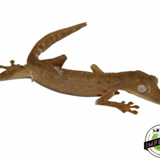 Lined Leaf Tail Gecko (Uroplatus lineatus)
