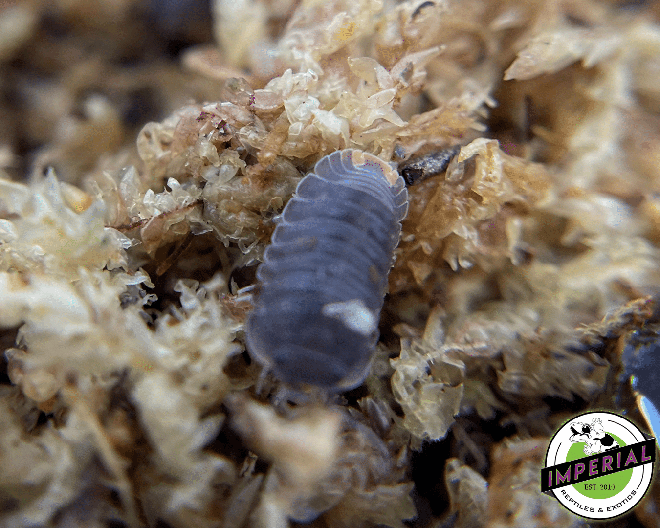 Cubaris murina 'Little Sea' Isopods (10 ct.) - Image 3