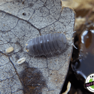 Cubaris murina 'Little Sea' Isopods (10 ct.)
