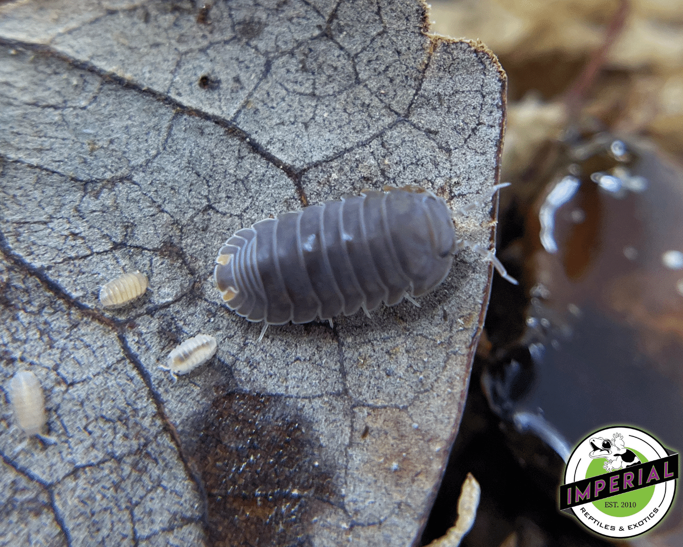 Cubaris murina 'Little Sea' Isopods (10 ct.)