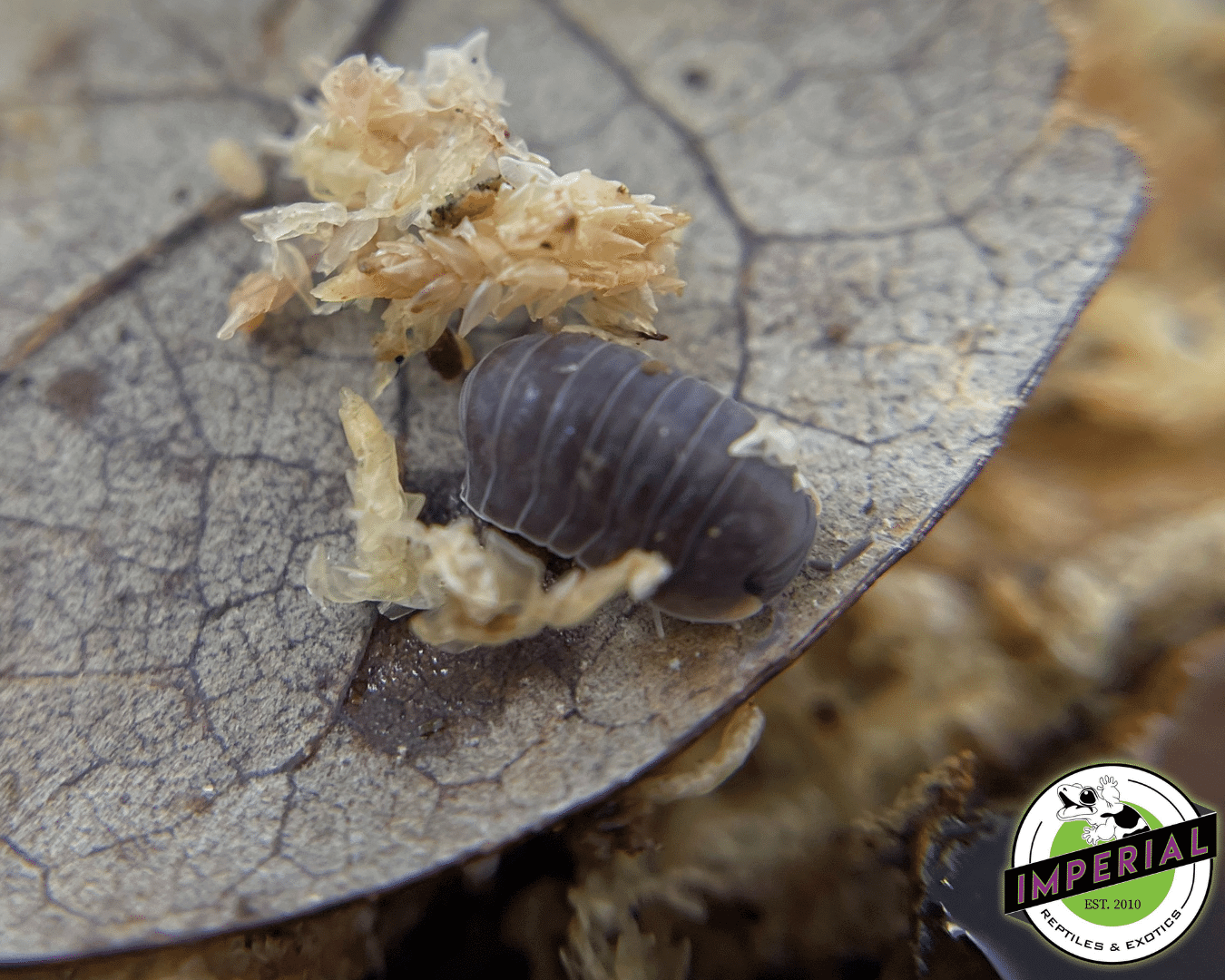 Cubaris murina 'Little Sea' Isopods (10 ct.) - Image 2