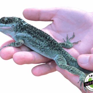 Giant Western White Lip Knight Anole (Anolis equestris luteogularis)