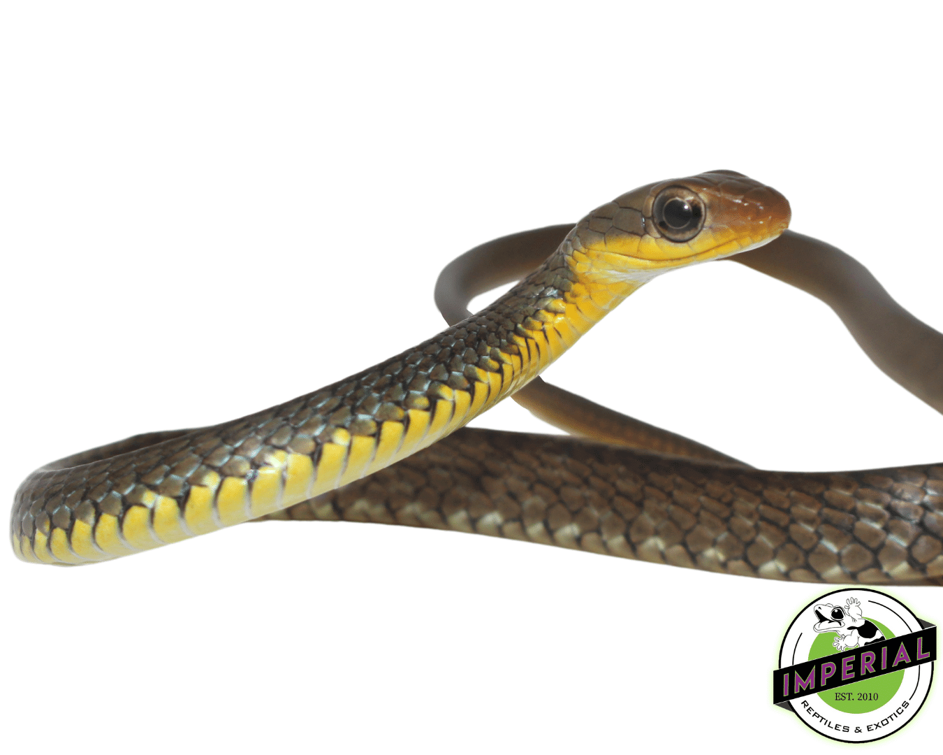 Machete Snake - Image 2