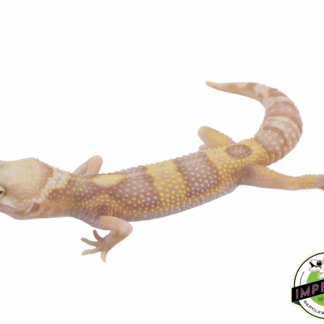 Mack Snow Albino Eclipse Leopard Gecko Adult