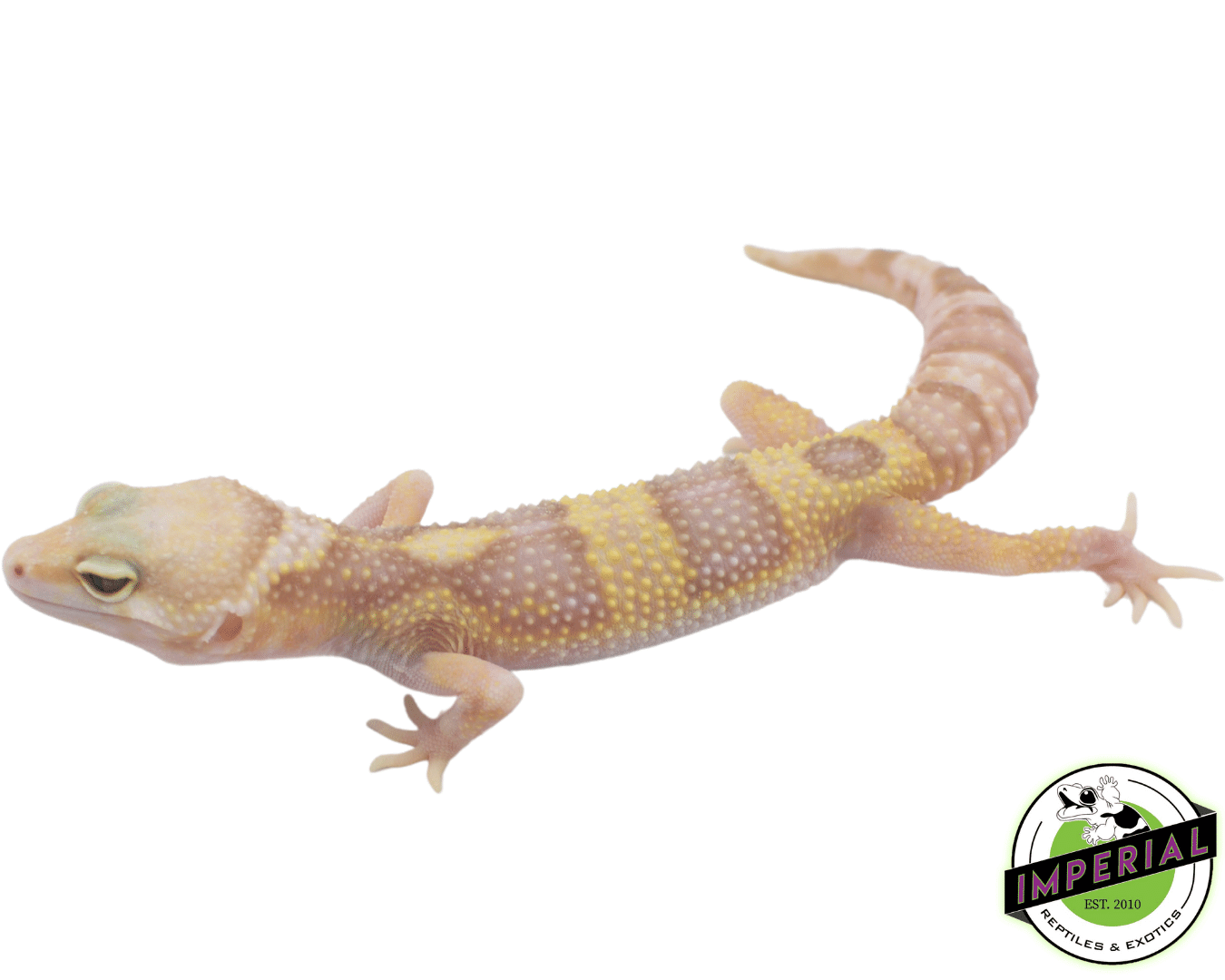 Mack Snow Albino Eclipse Leopard Gecko Adult
