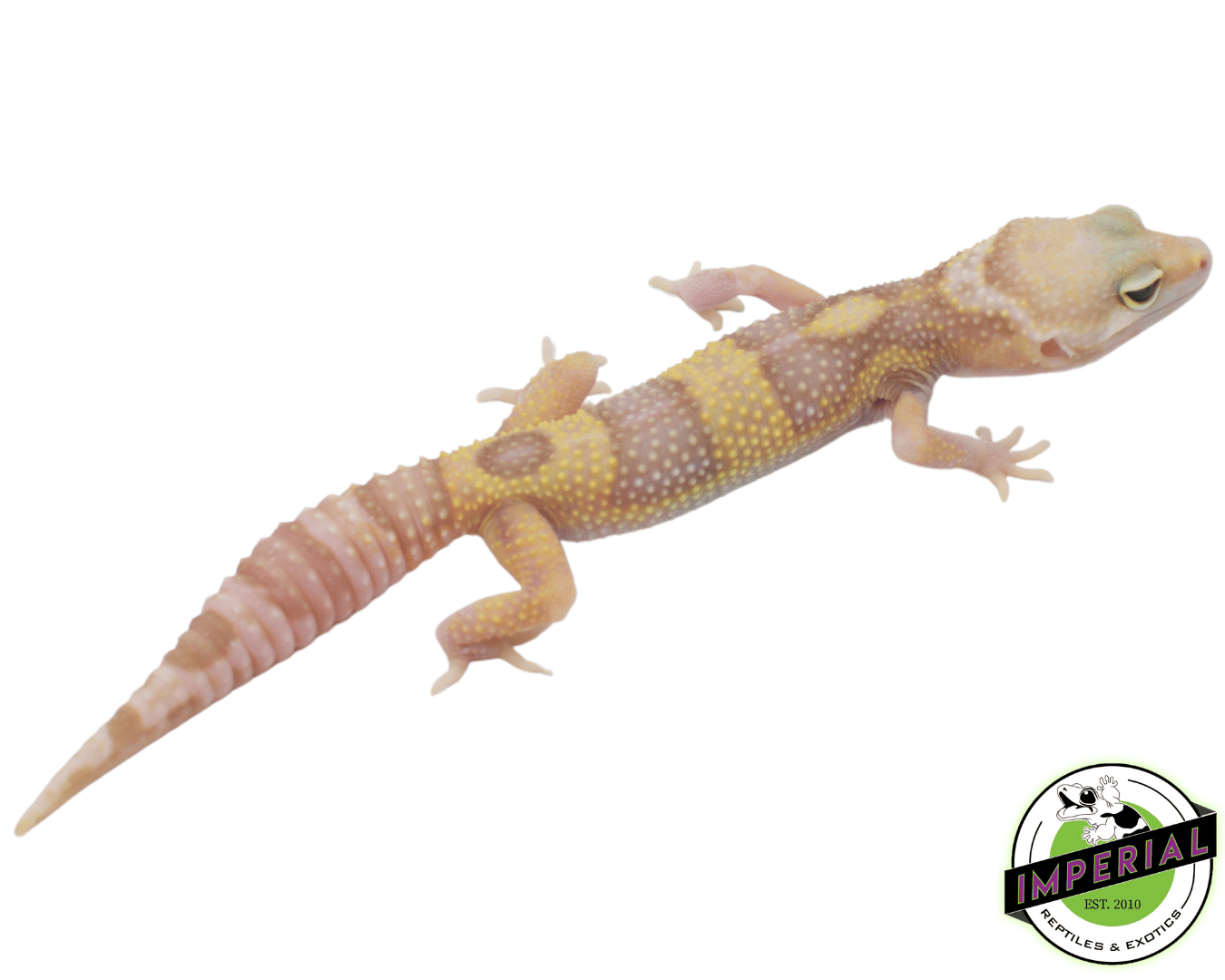 Mack Snow Albino Eclipse Leopard Gecko Adult - Image 2