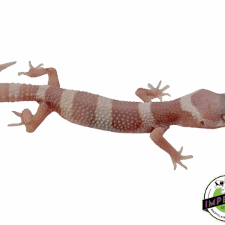 Mack Snow Albino Leopard Gecko Baby