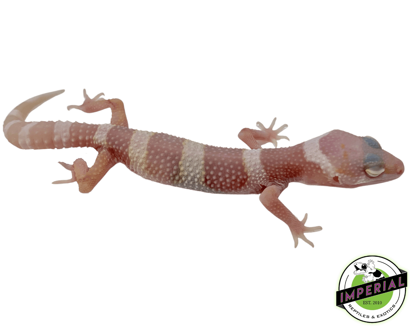 Mack Snow Albino Leopard Gecko Baby