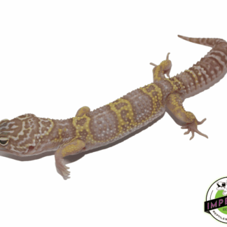 Mack Snow Albino Leopard Gecko Adult