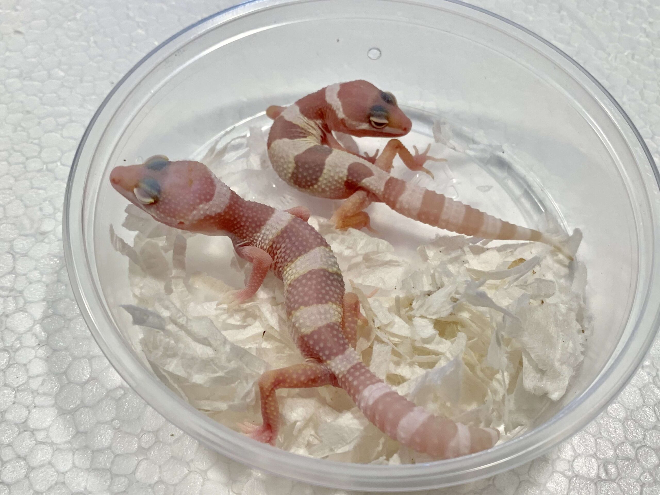 Mack Snow Albino Leopard Gecko Baby - Image 2