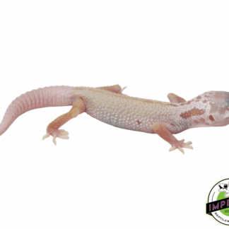 Albino Mack Snow Leucistic Leopard Gecko Baby