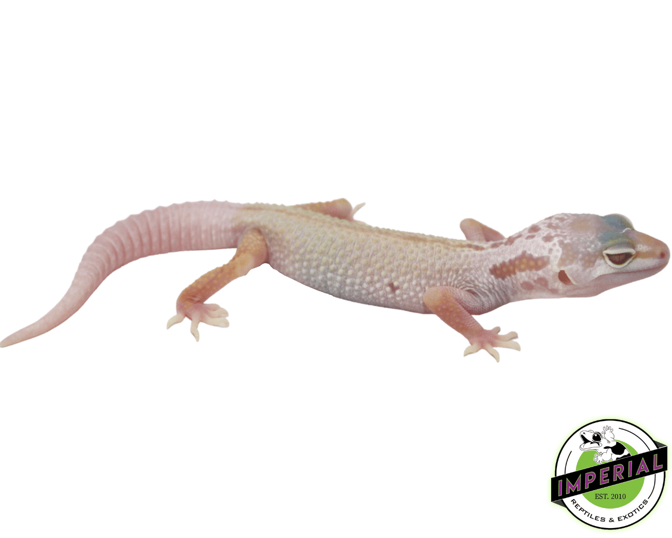 Albino Mack Snow Leucistic Leopard Gecko Baby