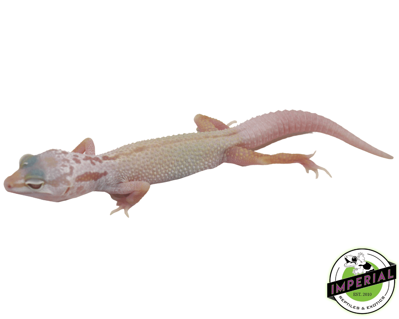Albino Mack Snow Leucistic Leopard Gecko Baby - Image 3