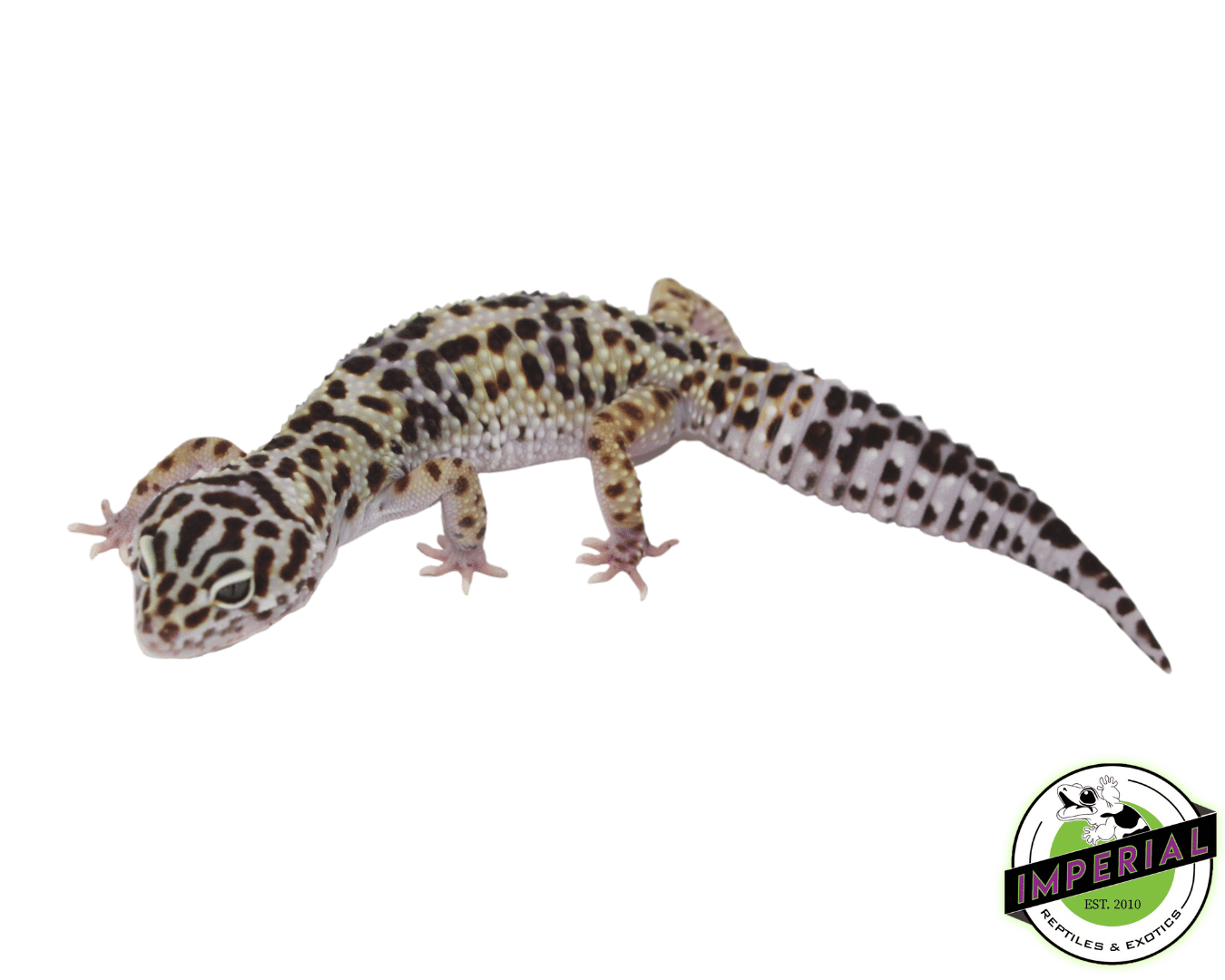 Mack Snow x Black Knight Leopard Gecko Adult Female - Image 2