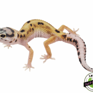 Bold Eclipse Leopard Gecko Baby