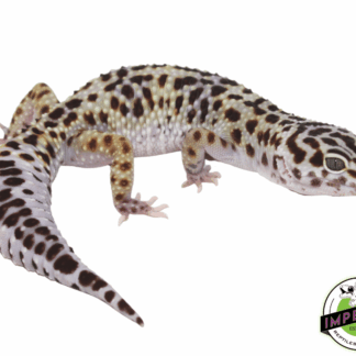 Mack Snow x Black Knight Leopard Gecko Adult Female
