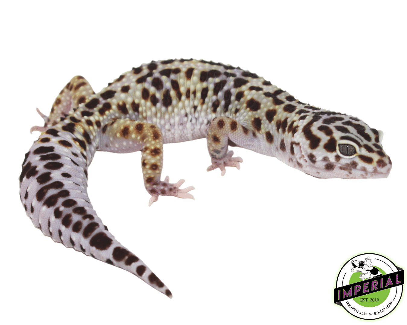 Mack Snow x Black Knight Leopard Gecko Adult Female