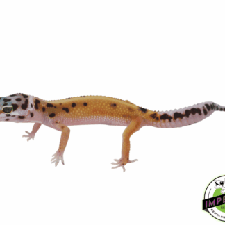 Mack Snow Bold Spot Leopard Gecko