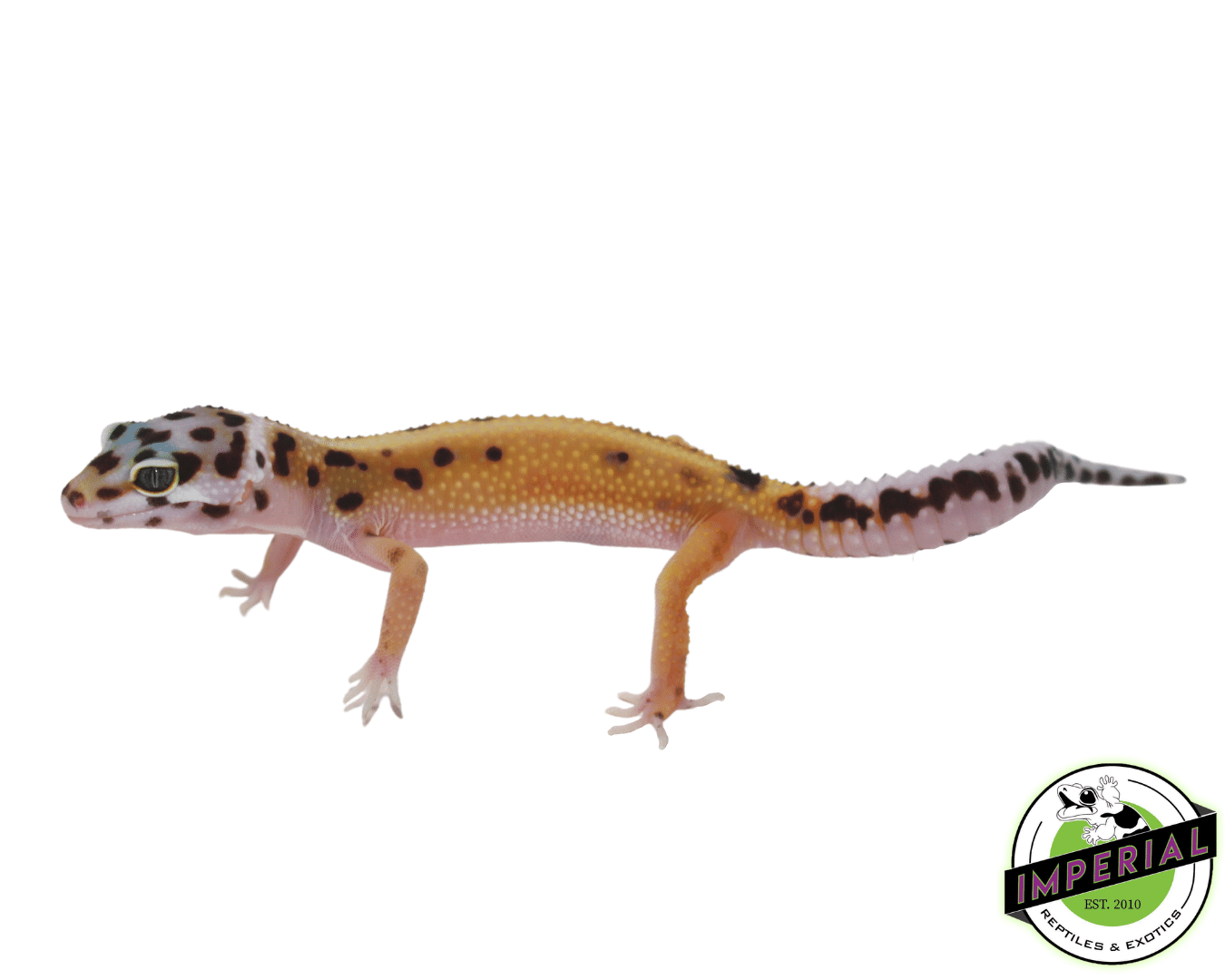 Mack Snow Bold Spot Leopard Gecko