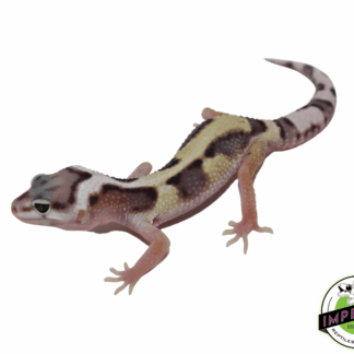 Mack Snow Jungle Leopard Gecko Baby