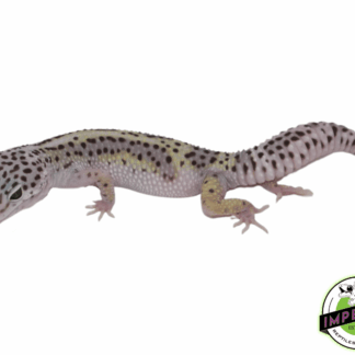 Mack Snow Leopard Gecko Adult