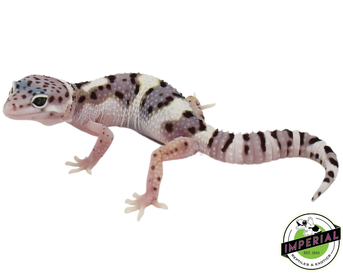 Mack Snow x Black Night Leopard Gecko Baby