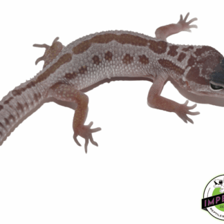 Mack Snow Leucistic Leopard Gecko Baby