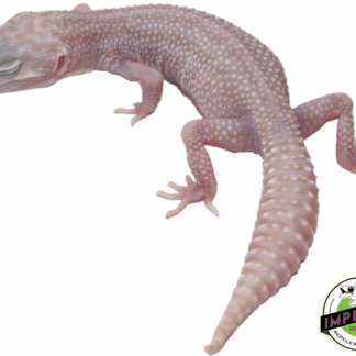 Mack Super Snow Albino Adult Female