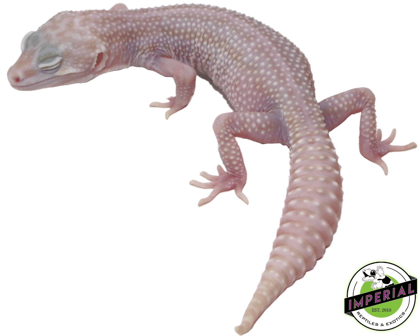 Mack Super Snow Albino Adult Female