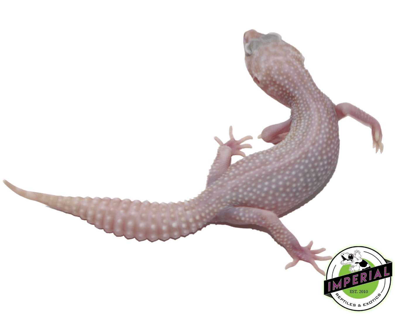 Mack Super Snow Albino Adult Female - Image 2