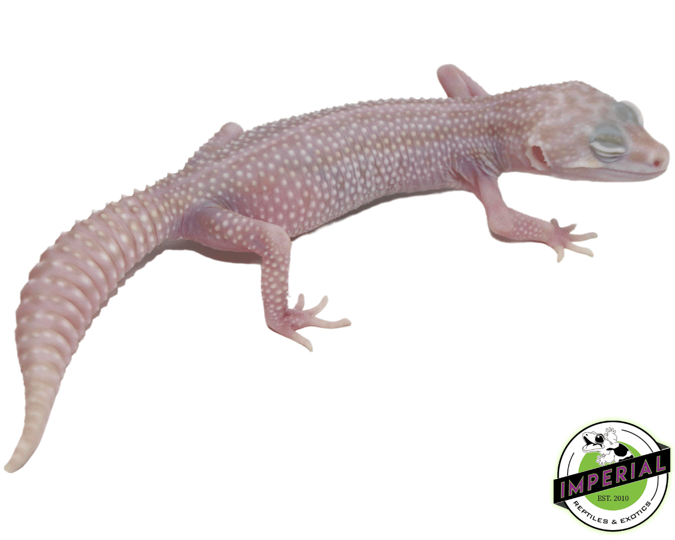 Mack Super Snow Albino Adult Female - Image 3