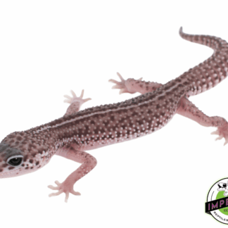 Mack Super Snow Leopard Gecko Baby