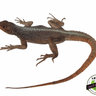 Madagascar Fire Iguana (Oplurus grandidieri)