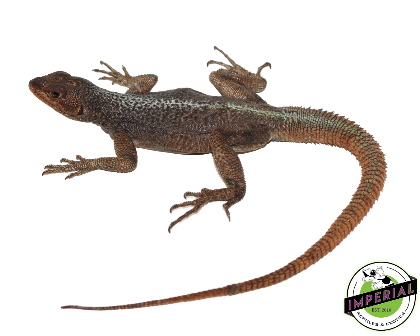 Madagascar Fire Iguana (Oplurus grandidieri)