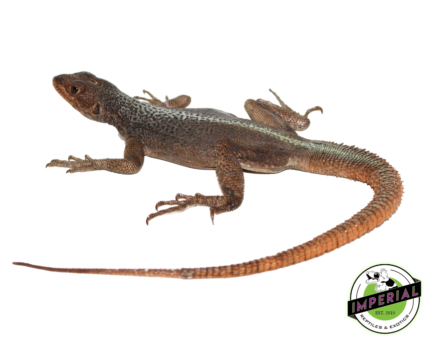 Madagascar Fire Iguana (Oplurus grandidieri) - Image 2