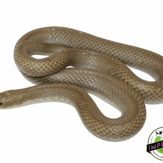 Blonde Hognose Snake