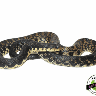 Madagascar Giant Hognose Snake