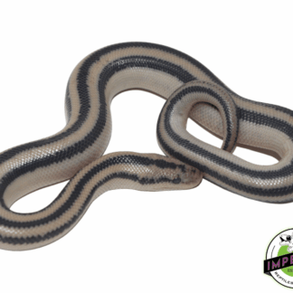 Magdalena Rosy Boa Baby