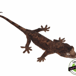 Mainland Chahoua Gecko Baby